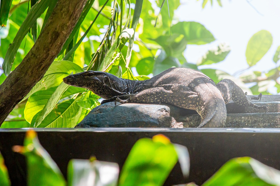 water monitor setup