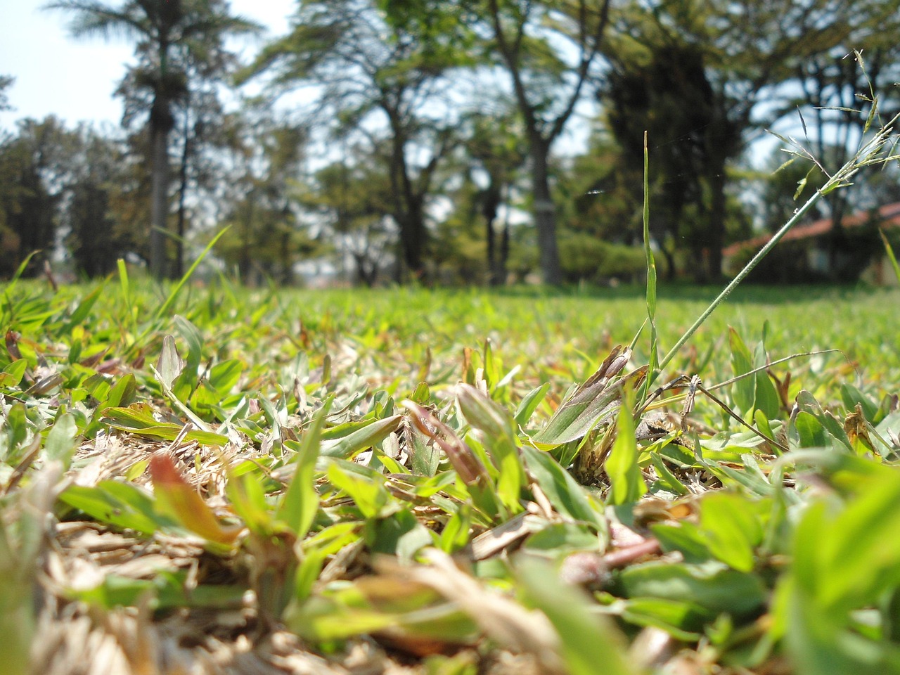 Hijau Rumput Di Luar Rumah Musim - Foto gratis di Pixabay - Pixabay