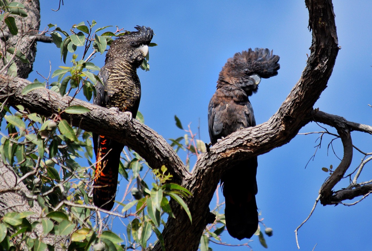 RedTail Black Cockatoos Free photo on Pixabay Pixabay RedTail Black Cockatoos Free photo on Pixabay Pixabay