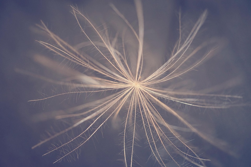 种子 飞行 花 - Pixabay上的免费照片 - Pixabay
