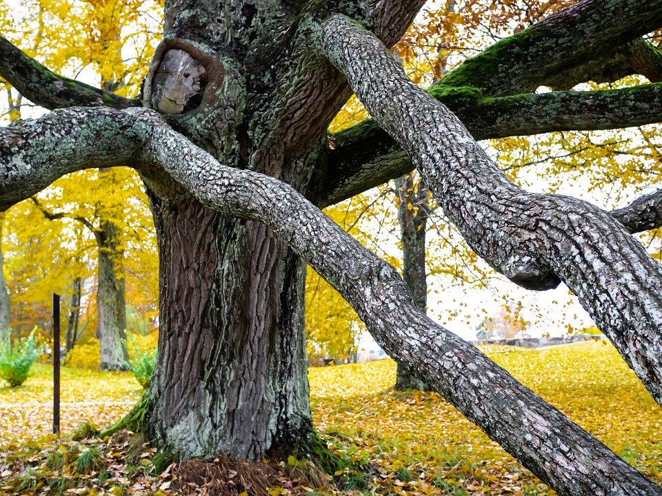 橡木 树 老的 - Pixabay上的免费照片 - Pixabay
