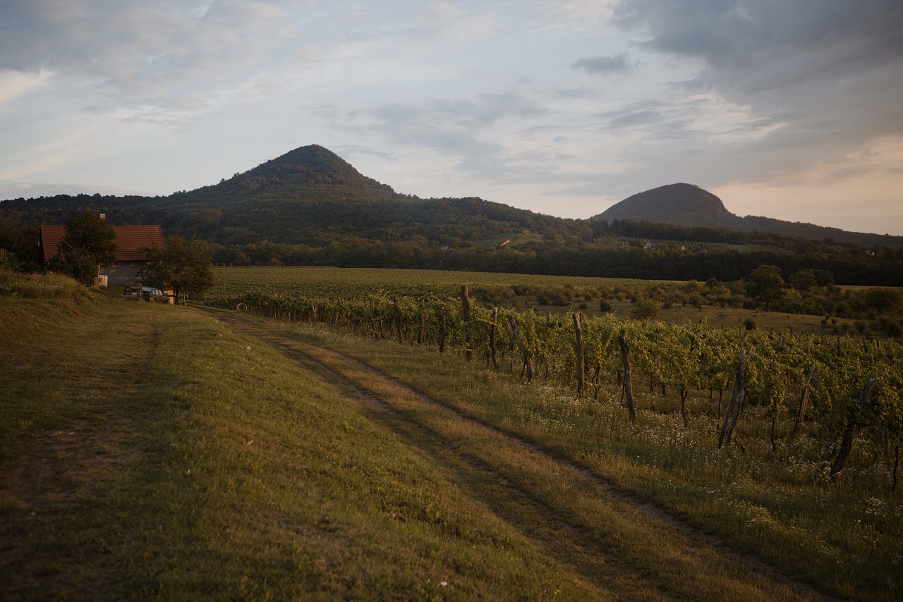 landschaft-weinberg-landwirtschaft-kostenloses-foto-auf-pixabay-pixabay