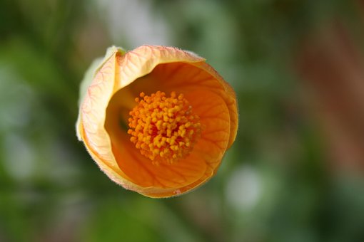 Free Hibiscus Flower photo and picture