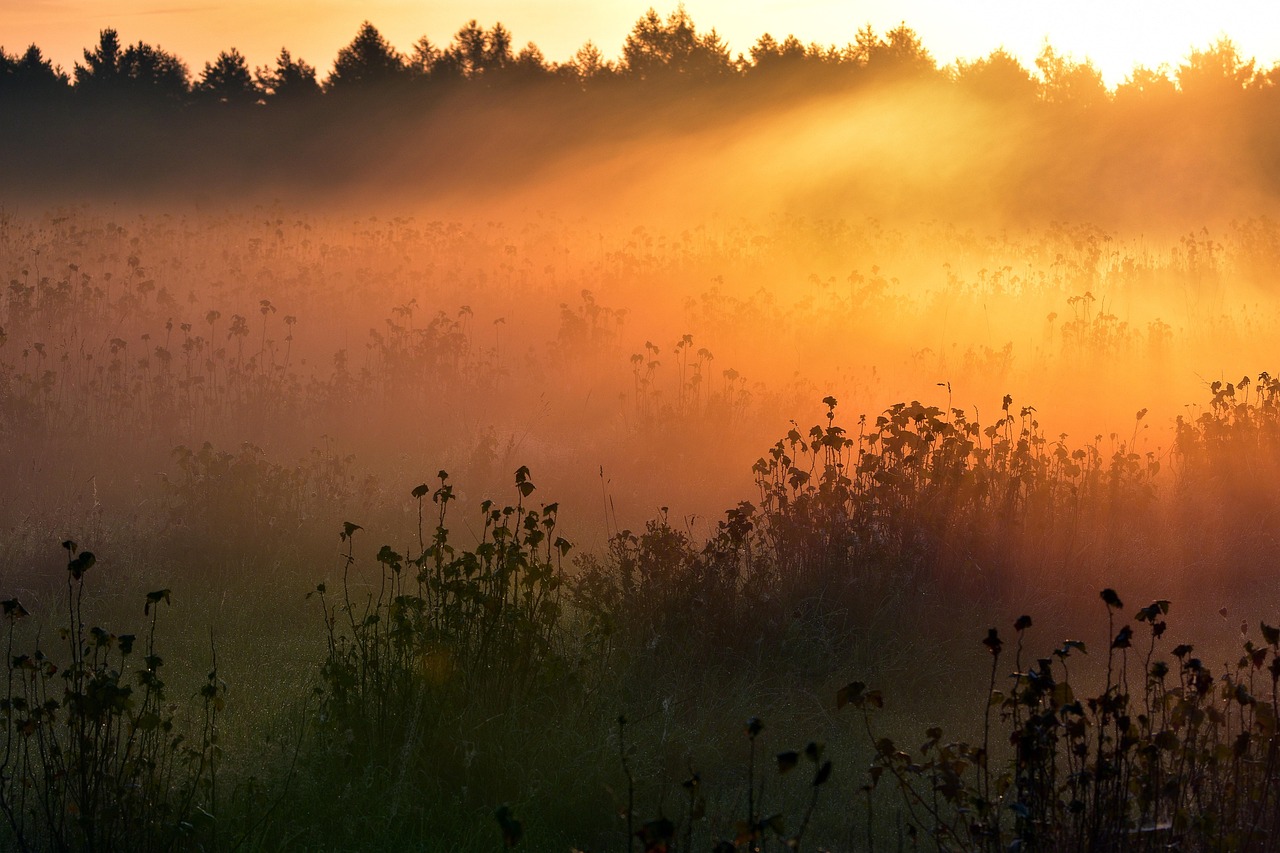 Morning Fog Meadow Sunrise - Free photo on Pixabay