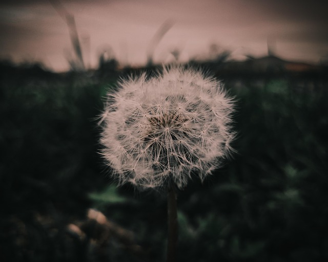 Free Dandelion Flower photo and picture