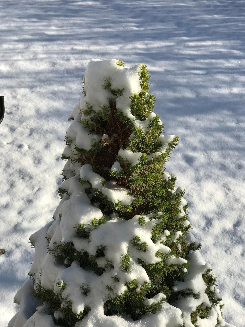 雪 松树 - Pixabay上的免费照片 - Pixabay