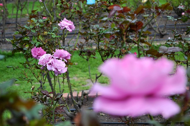 Free Flower Rose photo and picture