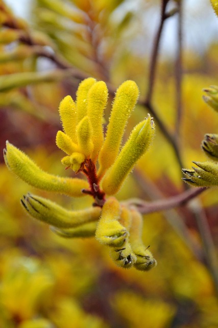 Free Flower Yellow photo and picture