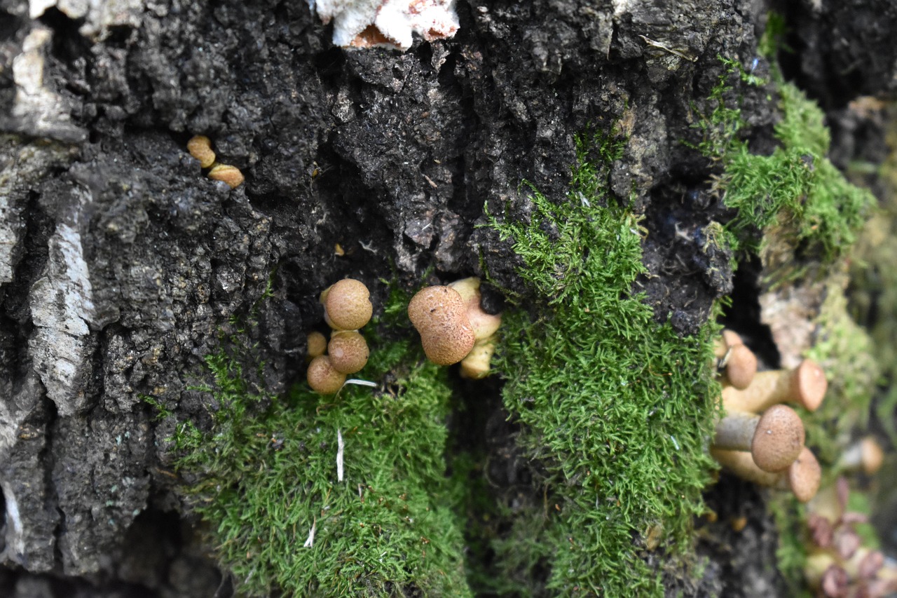 Armillaria Raspberry เห็ด Armillaria เบิร์ช - ภาพฟรีบน Pixabay - Pixabay