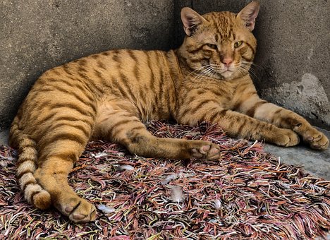 Katze, Kater, Tommy, Entkleidete Katze