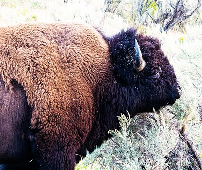 Free Bison Yellowstone National Park photo and picture