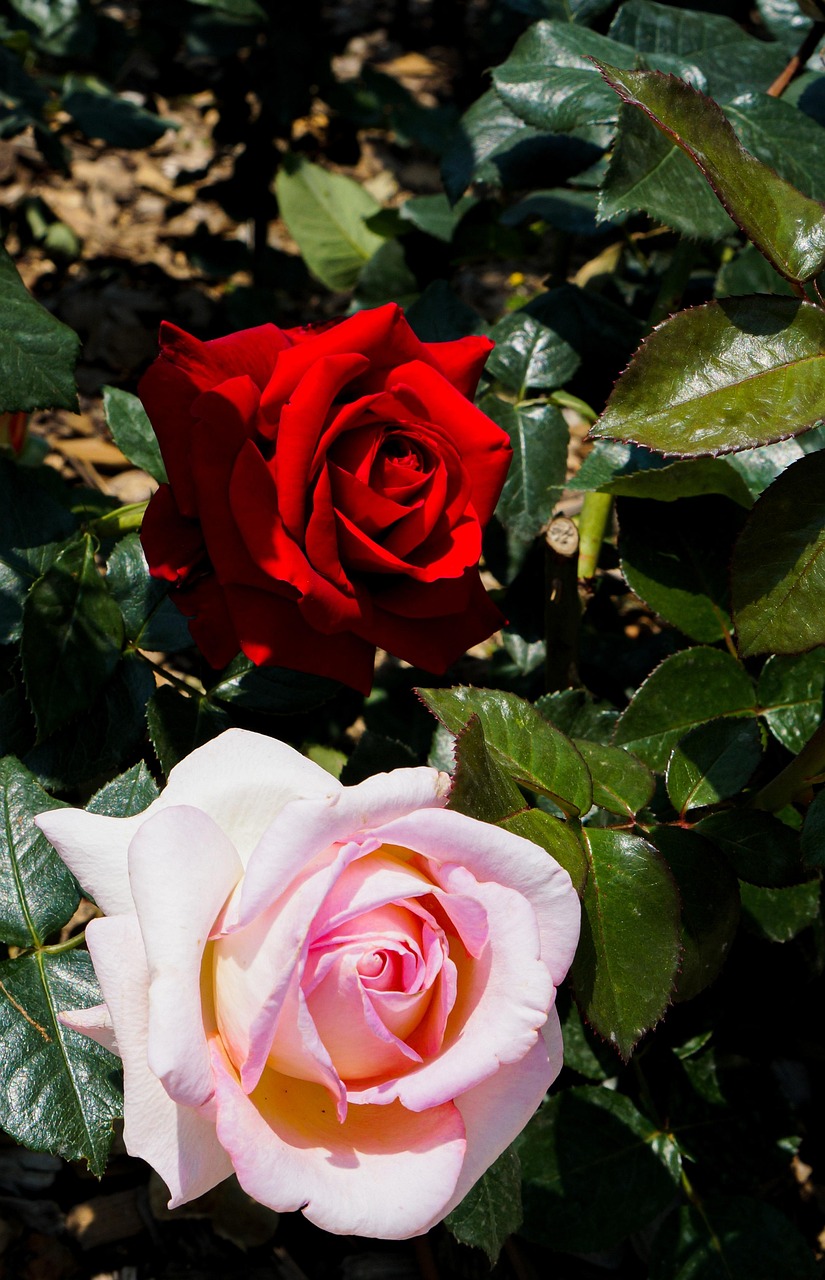 Picesr Roses Roses Pink Rose Garden - Free photo on Pixabay - Pixabay