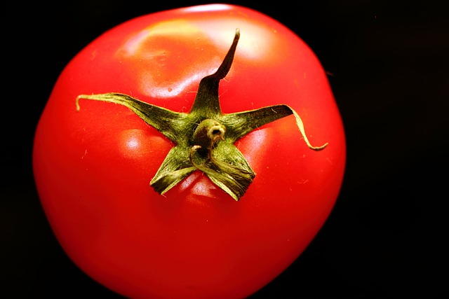 Free Tomato Vegetable photo and picture