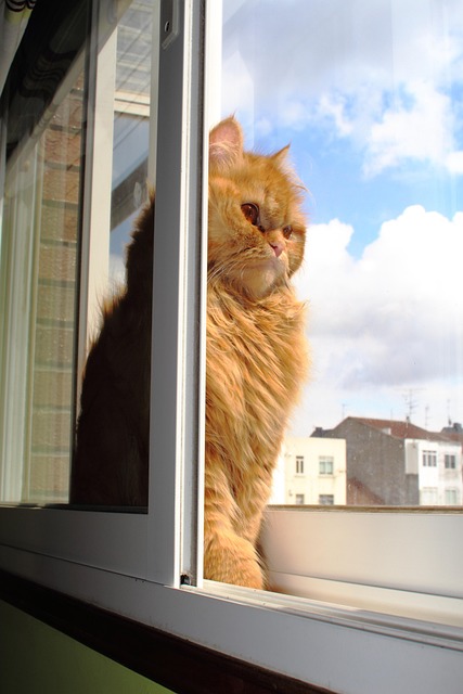 Dyr, Kat, Maskot, Sød, Yndig, Perser Kat