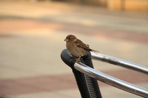 Fugl, Spurv, Næb, Fjer, Fjerdragt, Fugle