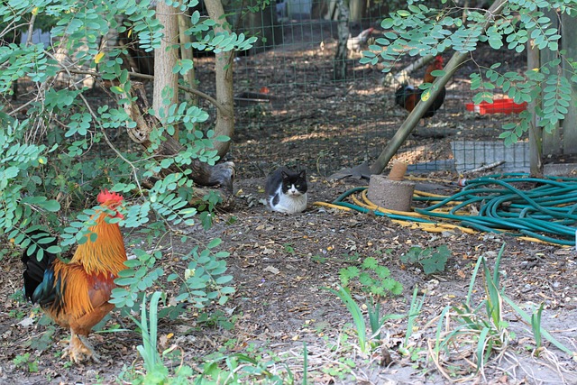 Cat Rooster Plants - Free photo on Pixabay - Pixabay