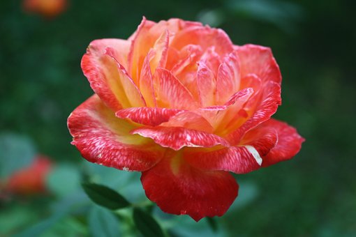 Free Rose Pink Rose photo and picture