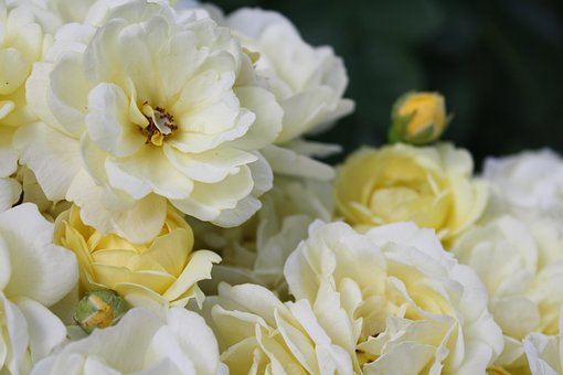 Free Roses Flowers photo and picture