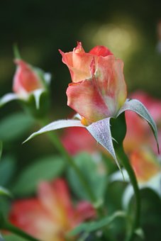 Free Rose Bud photo and picture