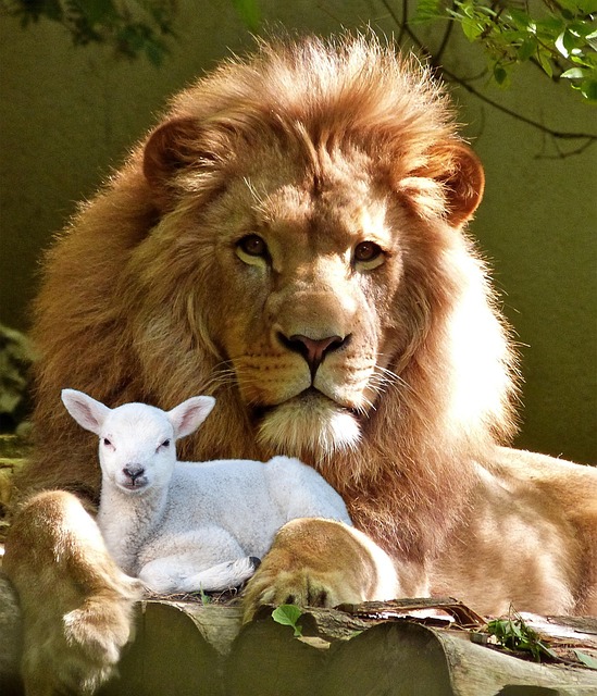 Free Composite Lion photo and picture