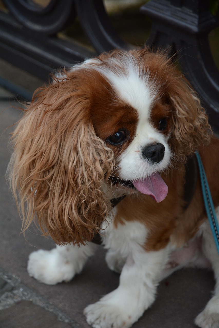 Dog Rider King - Free photo on Pixabay - Pixabay
