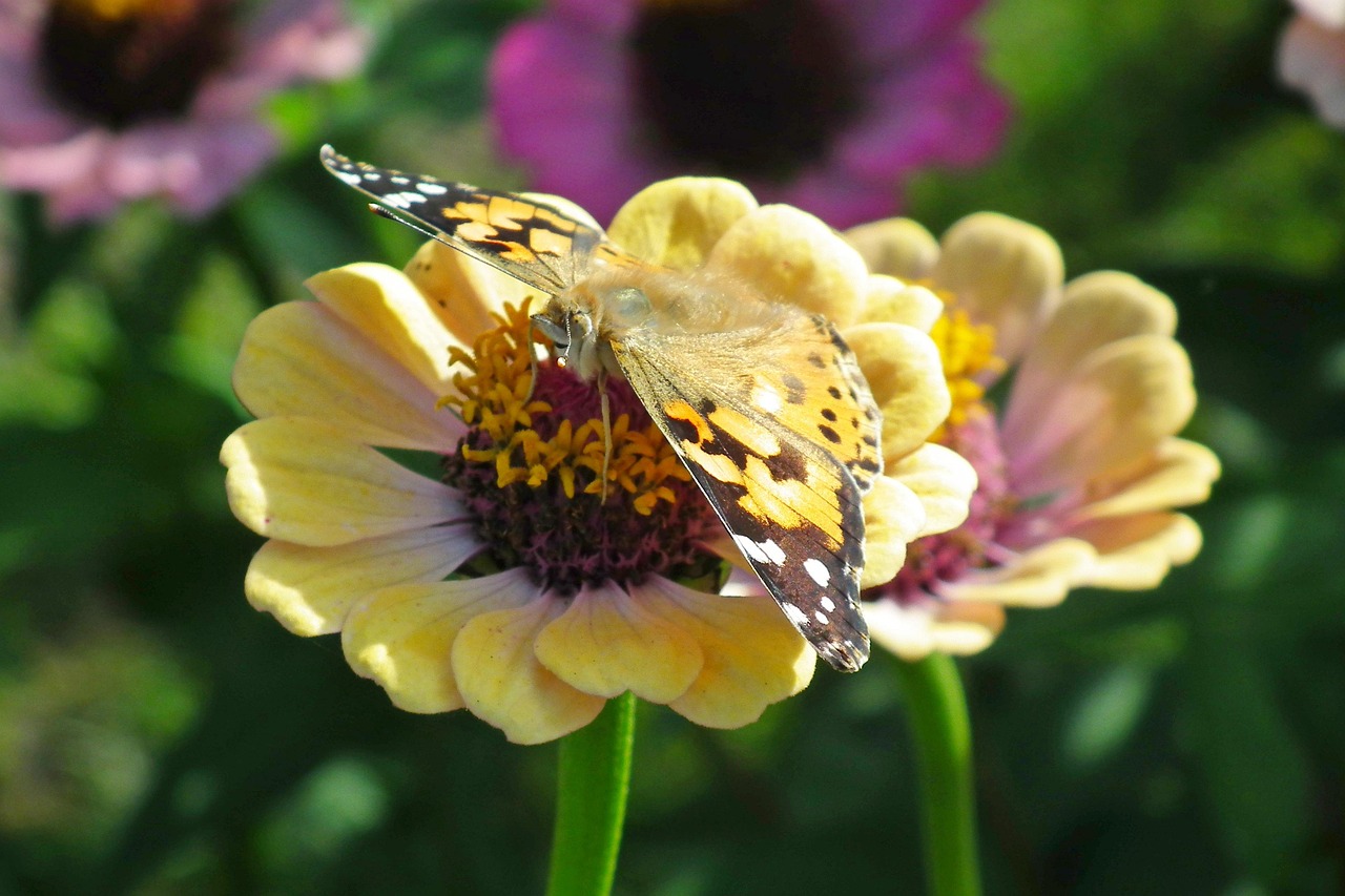 Butterfly Pollen Flowers Free photo on Pixabay Pixabay