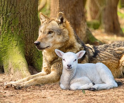 Free Wolf Lamb photo and picture