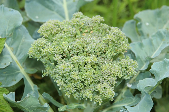 Brocoli Chou Fleur Vert Photo Gratuite Sur Pixabay