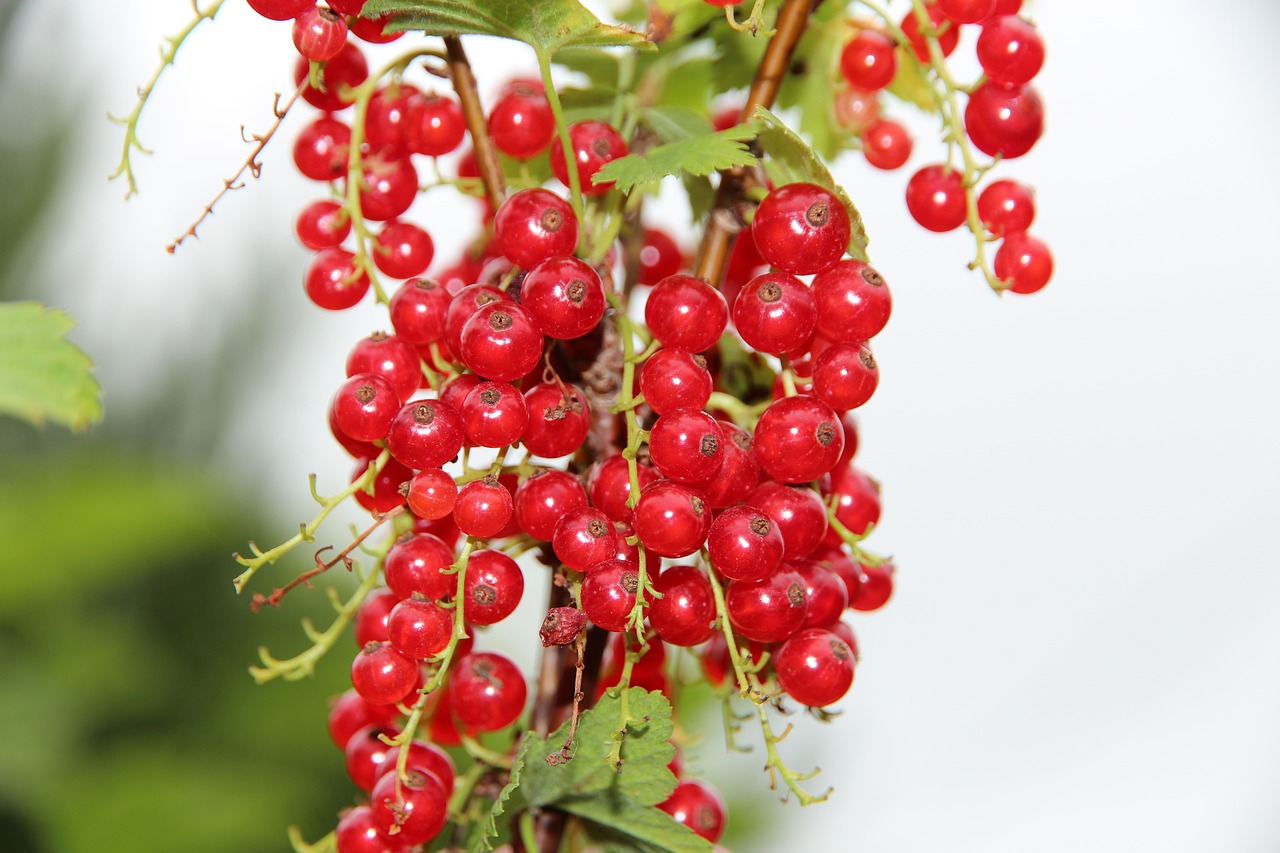 Currant Berries Fruits Red - Free photo on Pixabay - Pixabay