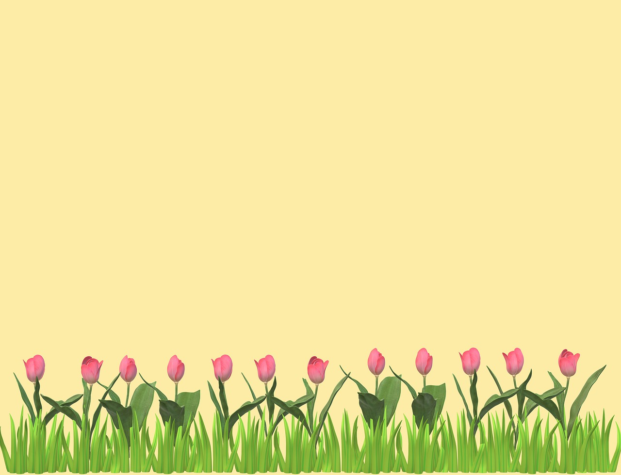 Background Tulips Flowers Free image on Pixabay