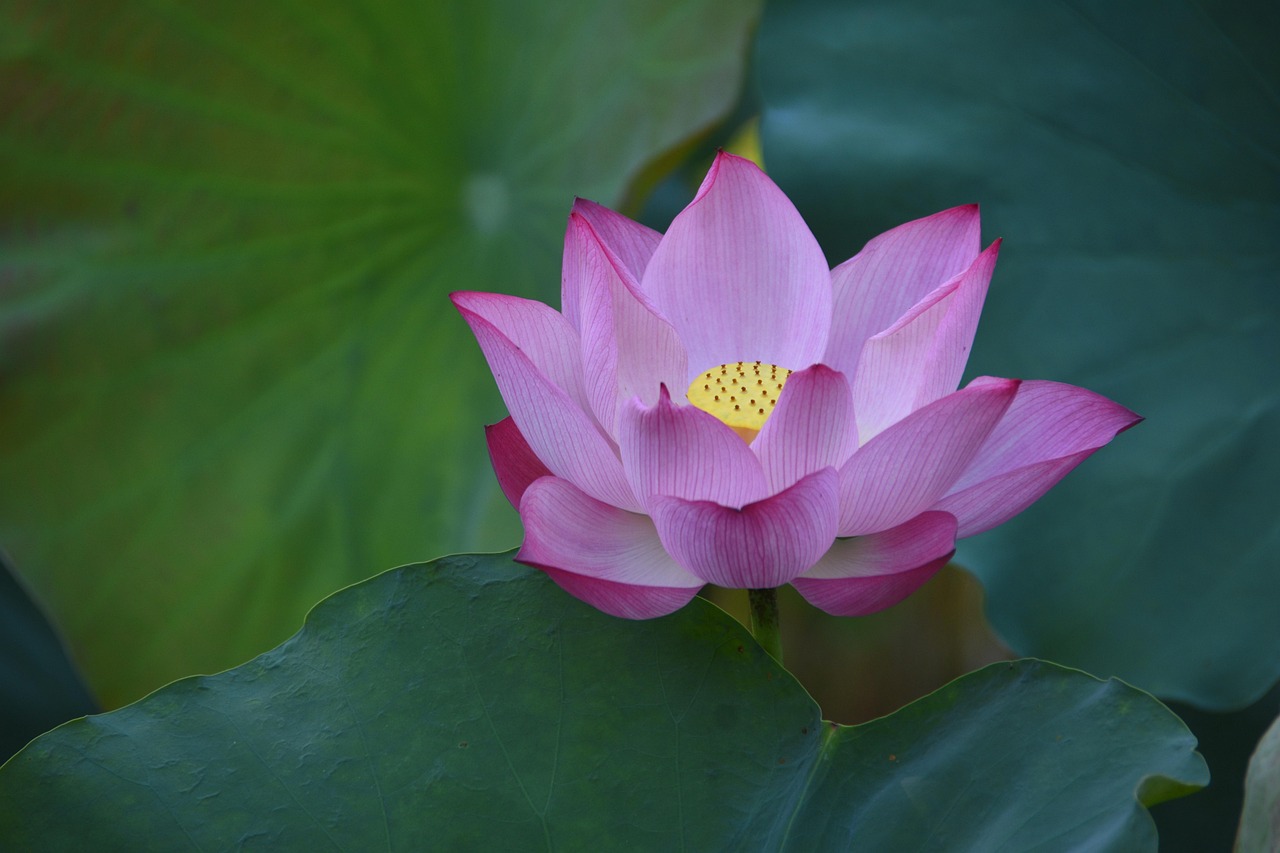 Flower Lotus Petals Free photo on Pixabay Pixabay