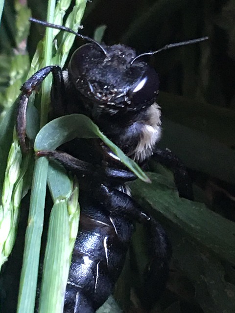 Free Carpenter Bee Nature photo and picture