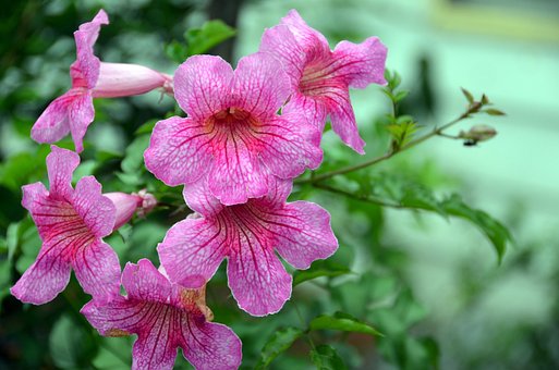 Free Flowers Petals photo and picture