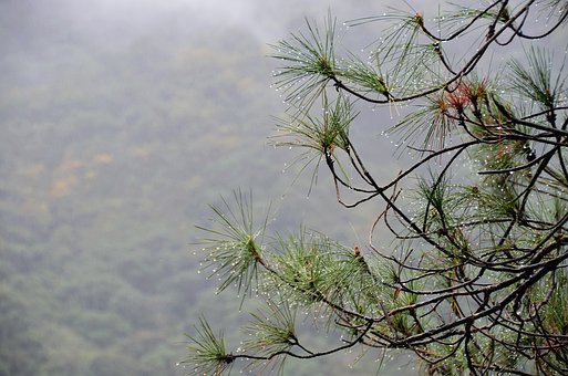 Free Pine Tree photo and picture