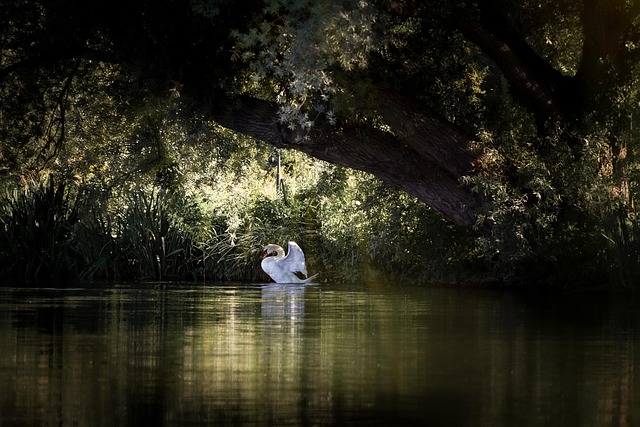 Free Swan Birs photo and picture