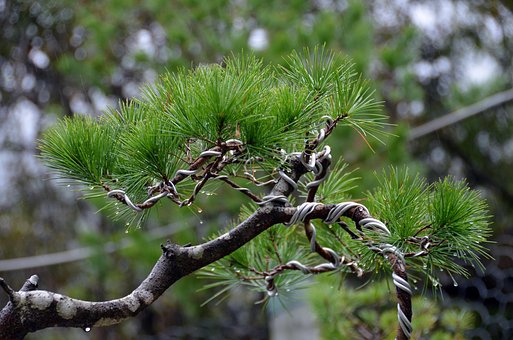 Free Tree Pine photo and picture