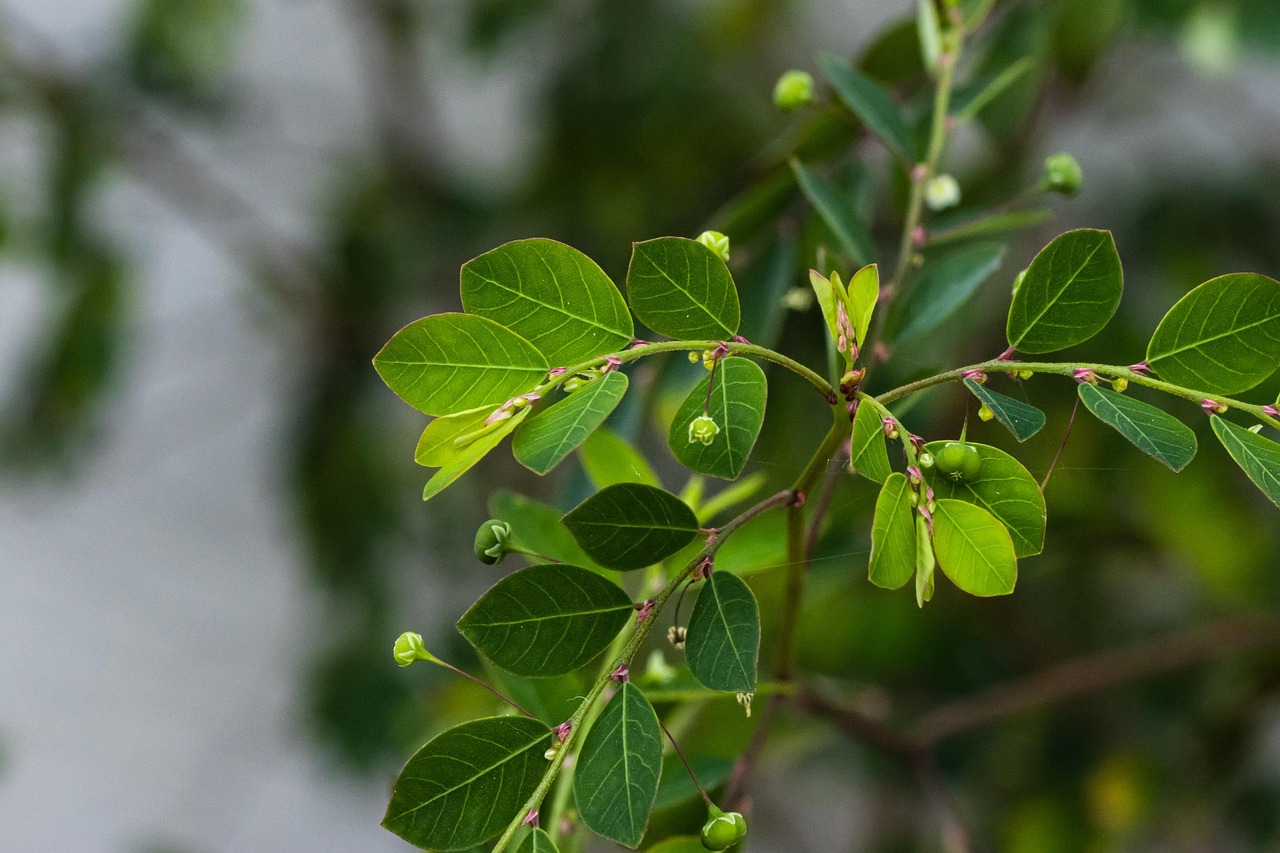 Planta Folhas Folhagem Foto gratuita no