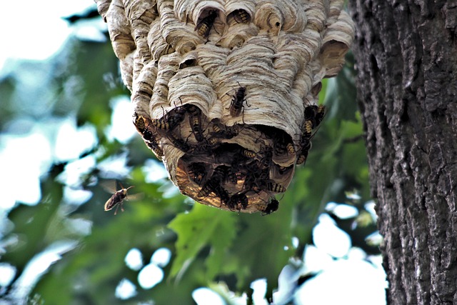 Hornet Nest Tree Free Photo On Pixabay Pixabay