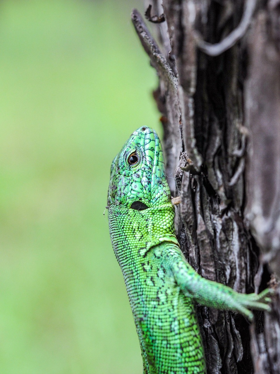 Lizard Arm Balance Lézard Balance Reptile Les - Photo gratuite sur Pixabay - Pixabay