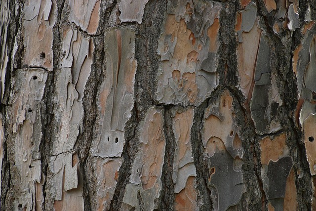 Free Tree Tree Bark photo and picture