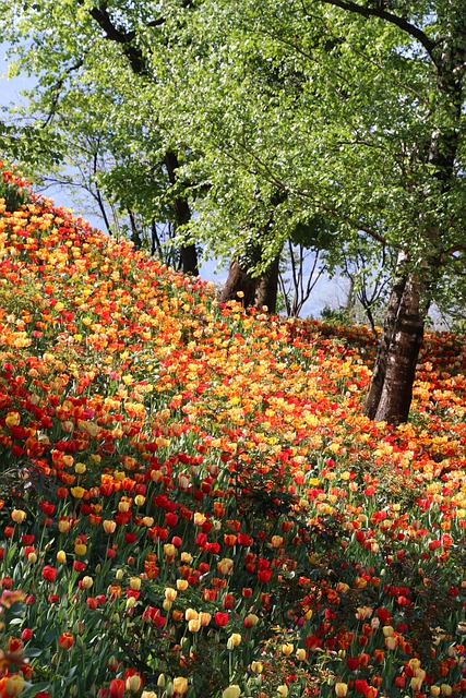Free Meadow Bloom photo and picture