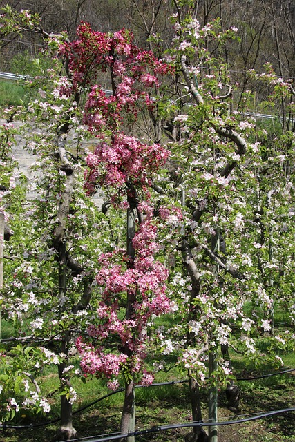 Free Spring Apple Blossom photo and picture