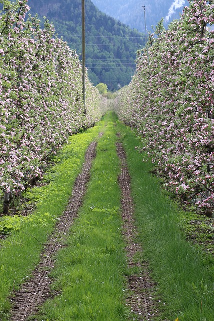 Free Spring Apple Blossom photo and picture