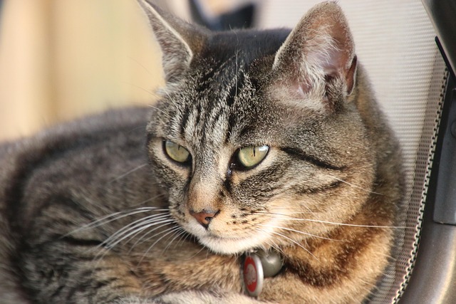 Free Cat Feline photo and picture