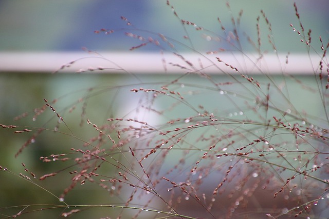 Free Rain Nature photo and picture