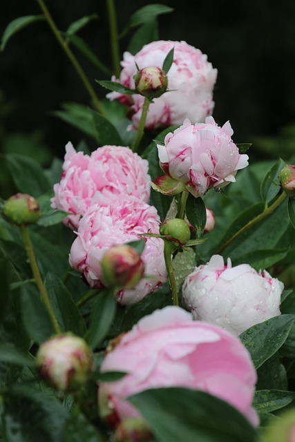 Free Peonies Bloom photo and picture