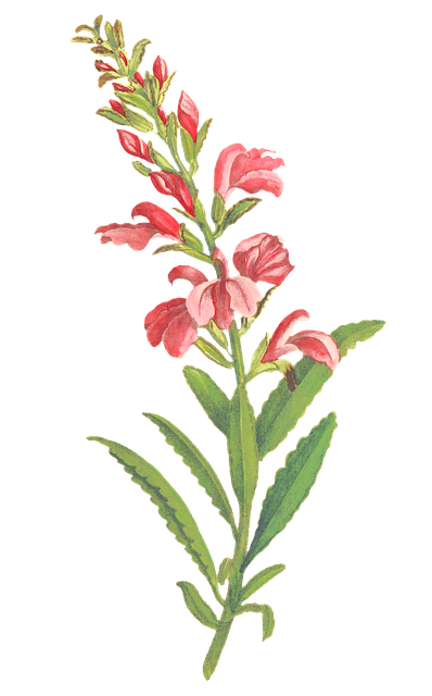 Free flowers pink inflorescence illustration