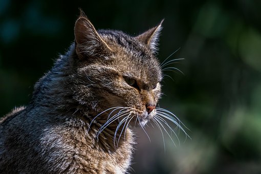 Free Wildcat Wild Animal photo and picture
