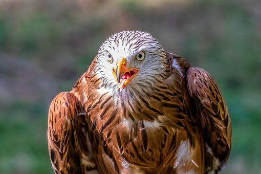 Free Bird Raptor photo and picture