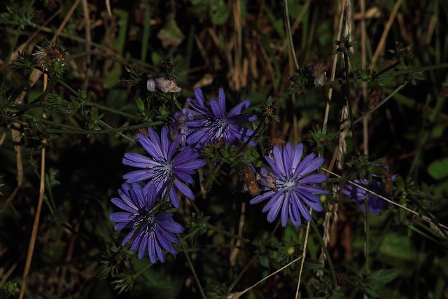Free Flower Nature photo and picture